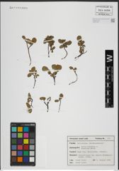Foto von Salix herbacea L.
